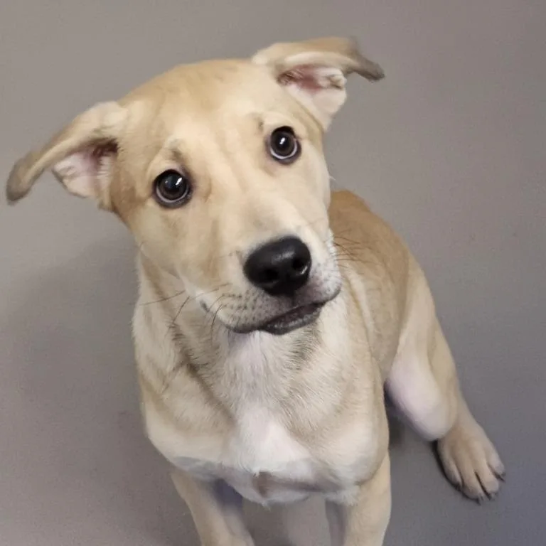 A baby medium-sized male Yellow / Tan / Blond / Fawn Labrador Retriever dog named Dooley for adoption in House Springs, MO