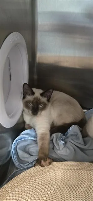 Toki