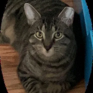 Daisy Bonded Mickey thumbnail 3