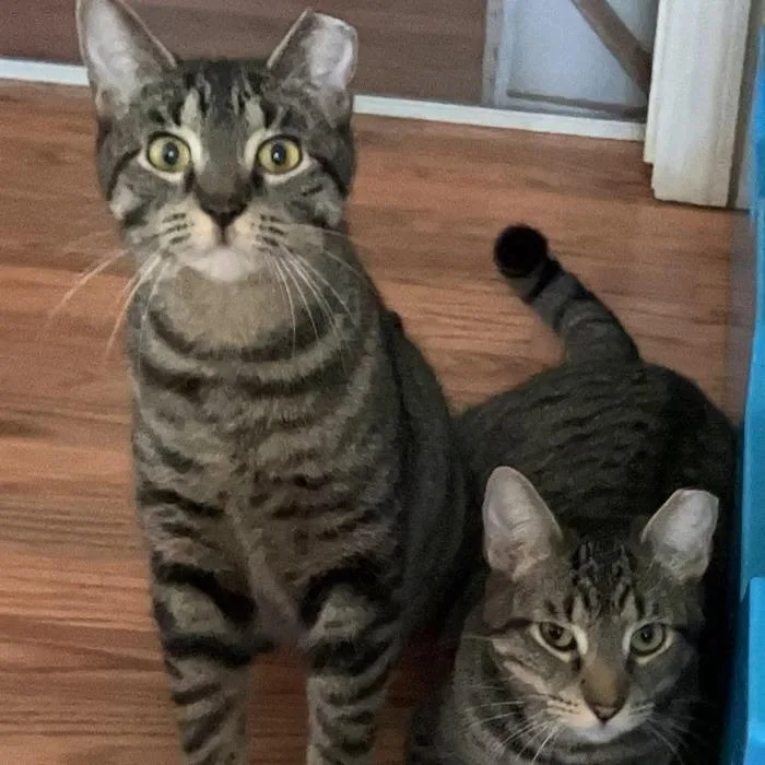 Daisy Bonded Mickey thumbnail 4