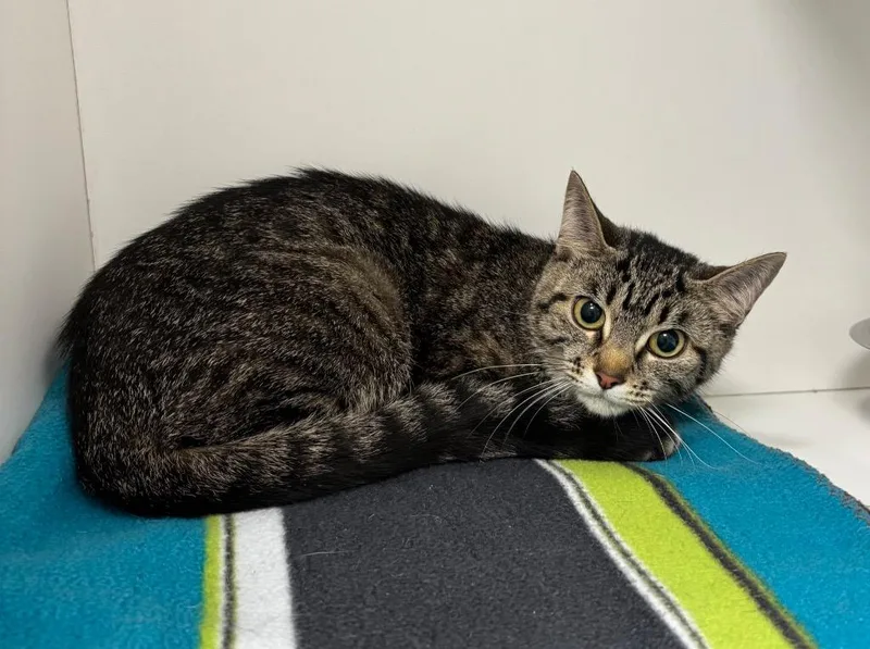 A young medium-sized female Domestic Short Hair cat named Birdie for adoption in Frankfort, KY