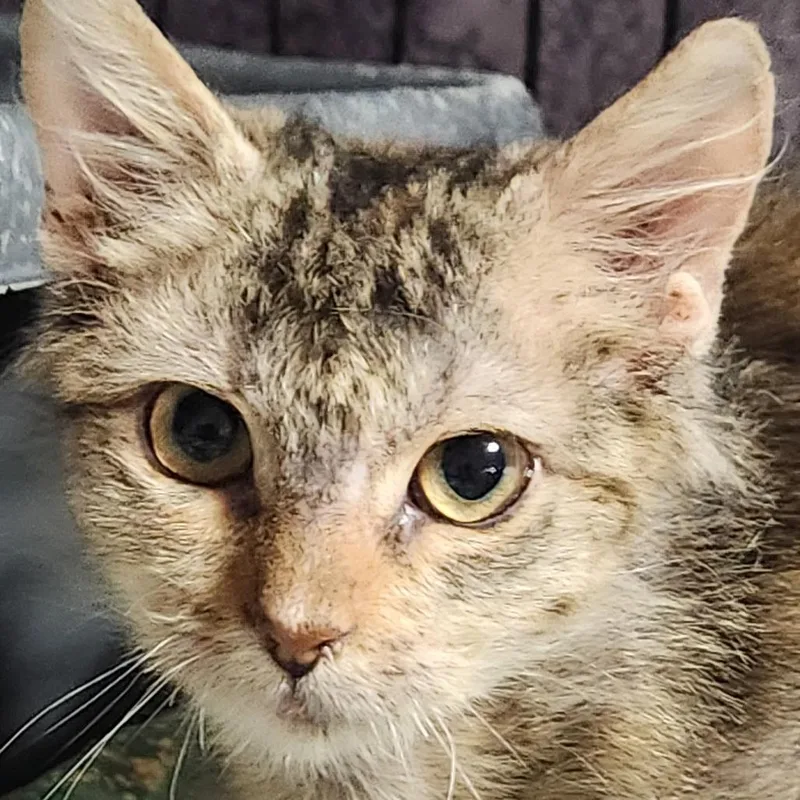 A baby small-sized female Domestic Long Hair cat named Genesis K for adoption in Corsicana, TX