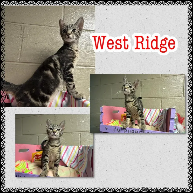 A baby large-sized male Domestic Short Hair cat named West Ridge for adoption in Blountville, TN