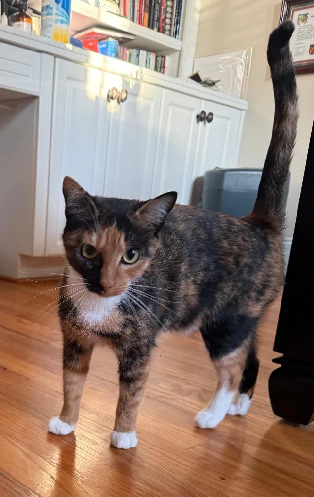 A young medium-sized female Domestic Short Hair cat named Marceline for adoption in Evans, GA