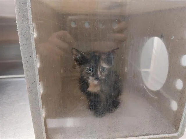 A baby small-sized female Domestic Short Hair cat named Moonstone for adoption in Antioch, CA