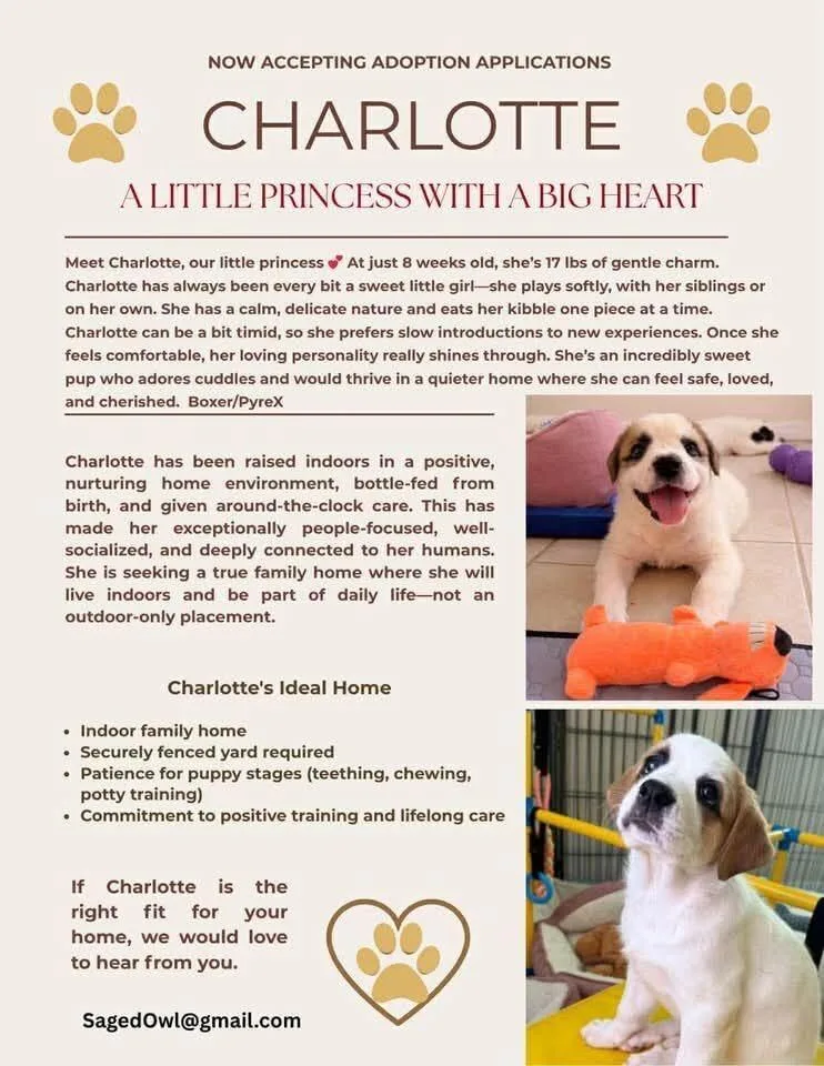 A baby medium-sized female White / Cream Great Pyrenees dog named Charlotte for adoption in Pflugerville, TX