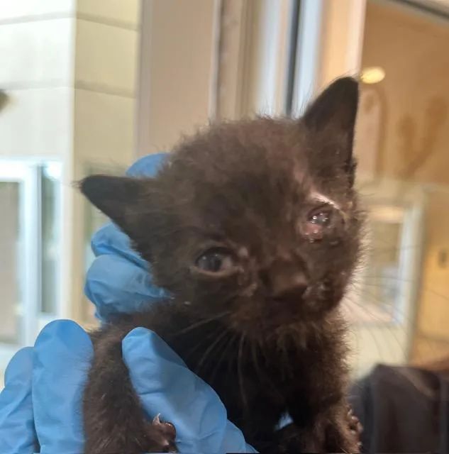 A baby small-sized male Domestic Short Hair cat named Ringo for adoption in Riverside, CA