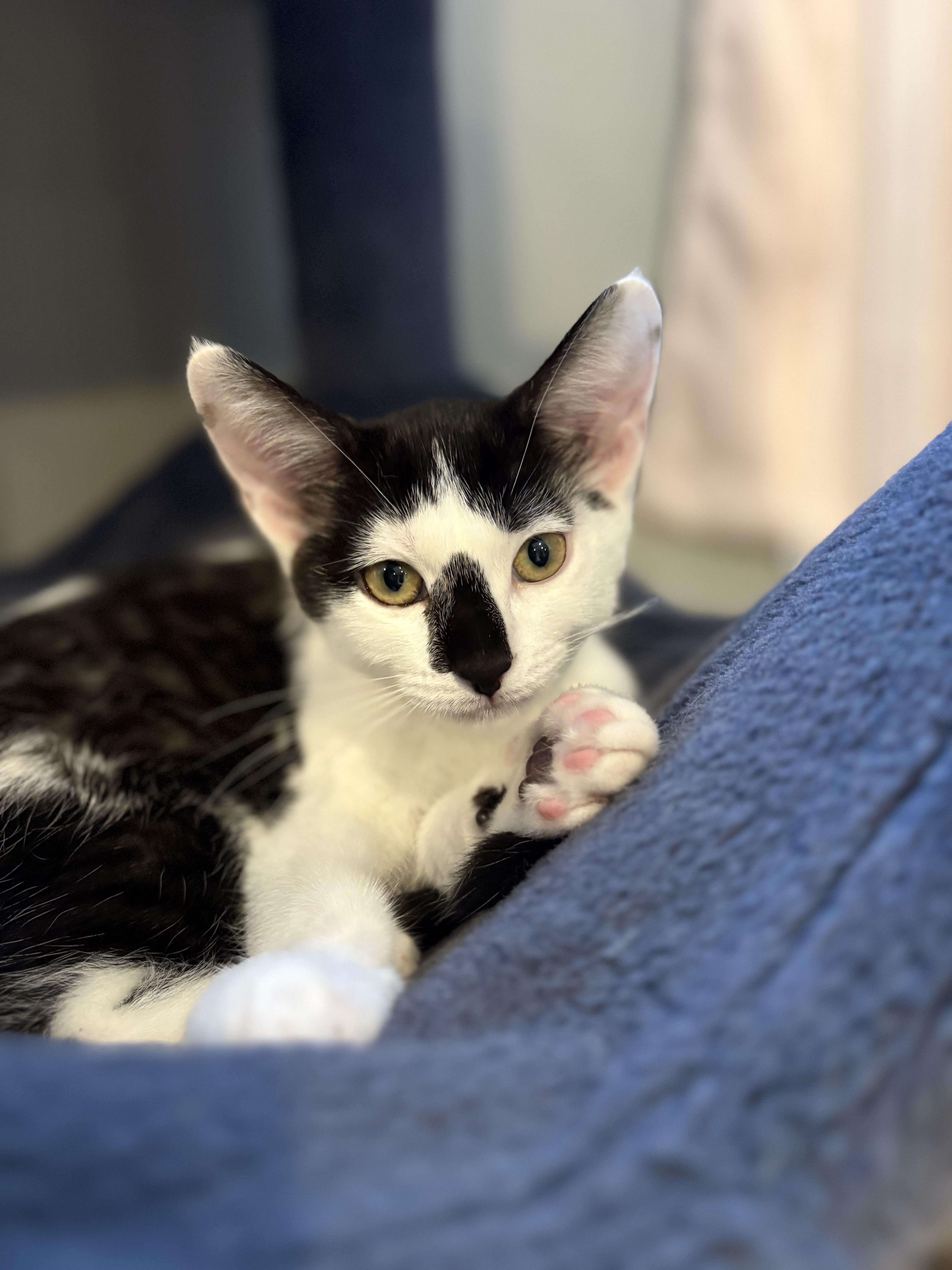 A young small-sized male Black Domestic Short Hair cat named The  Z's for adoption in Saint Francis, MN