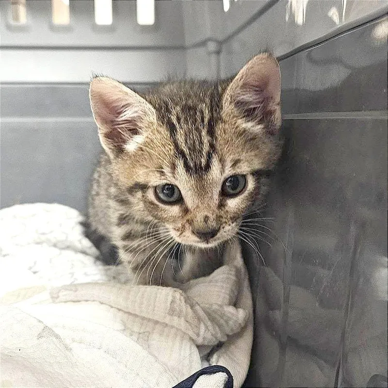 A baby small-sized male Brown / Chocolate Domestic Short Hair cat named Moses for adoption in Hendersonville, NC