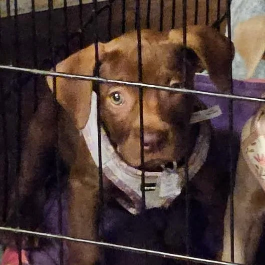 A baby medium-sized female Brown / Chocolate Labrador Retriever dog named India for adoption in Fairfax Station, VA
