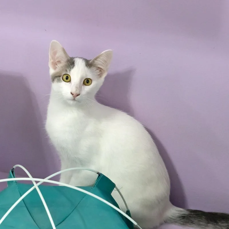 A baby small-sized male White Domestic Short Hair cat named Gouda for adoption in McKean, PA