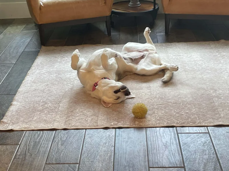 An adult large-sized female German Shepherd Dog dog named Luna for adoption in Houston, TX