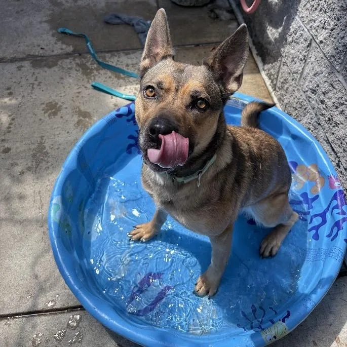 An adult medium-sized female Brown / Chocolate Mixed Breed dog named Nessa for adoption in Pittsburgh, PA