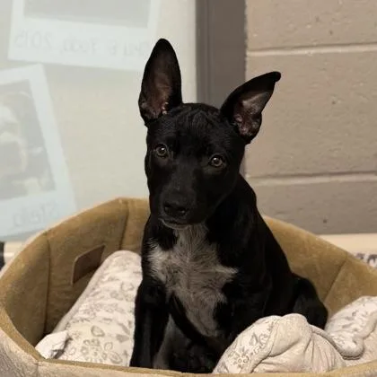 A baby large-sized female Black Australian Cattle Dog / Blue Heeler dog named Cookie Crumbs for adoption in Sacramento, CA