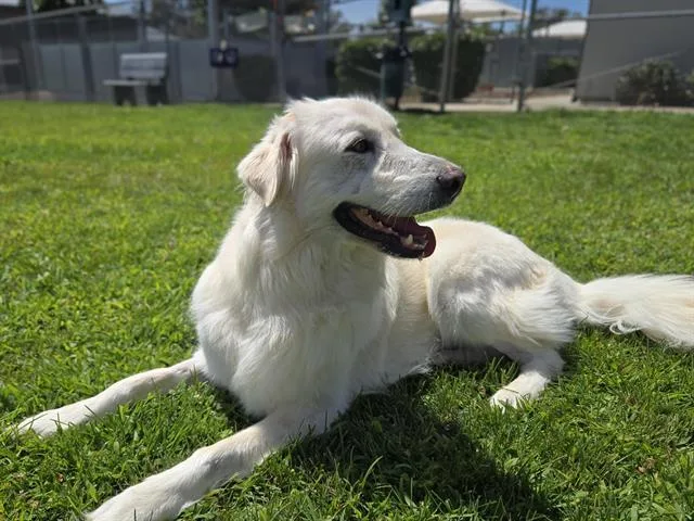 An adult large-sized female Great Pyrenees dog named Teddie for adoption in Auburn, CA