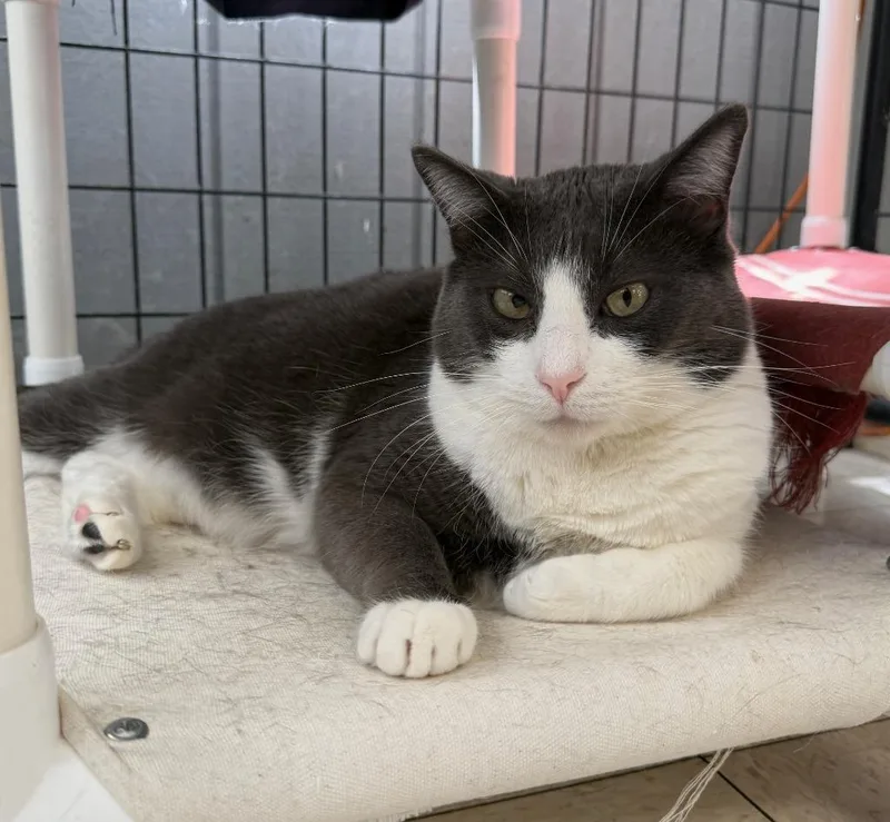 An adult small-sized male Domestic Medium Hair cat named Nico for adoption in Lemoore, CA