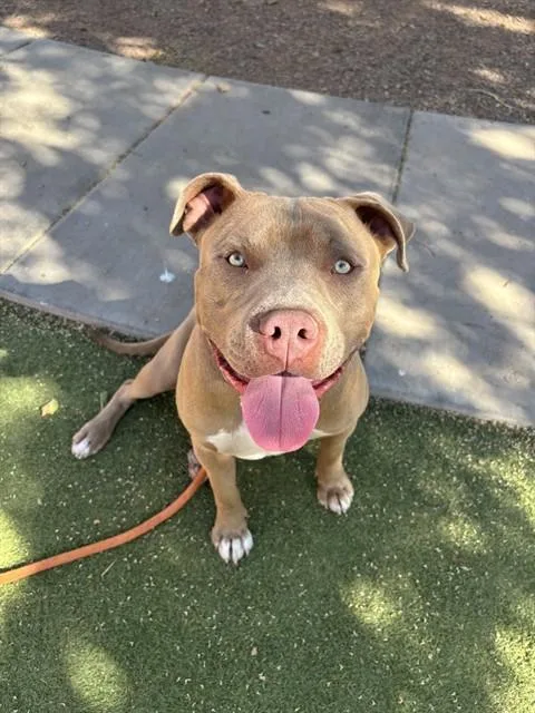 A young large-sized male Pit Bull Terrier dog named Lucky for adoption in Phoenix, AZ