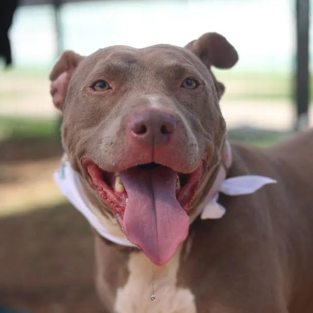 An adult large-sized female Pit Bull Terrier dog named Kora for adoption in San Antonio, TX