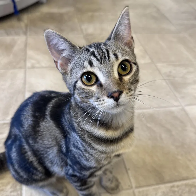 A baby small-sized male Brown / Chocolate Domestic Short Hair cat named Kage for adoption in Laramie, WY