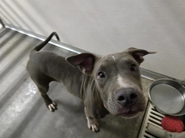 A young small-sized male Pit Bull Terrier dog named Wilbur for adoption in Panama City, FL