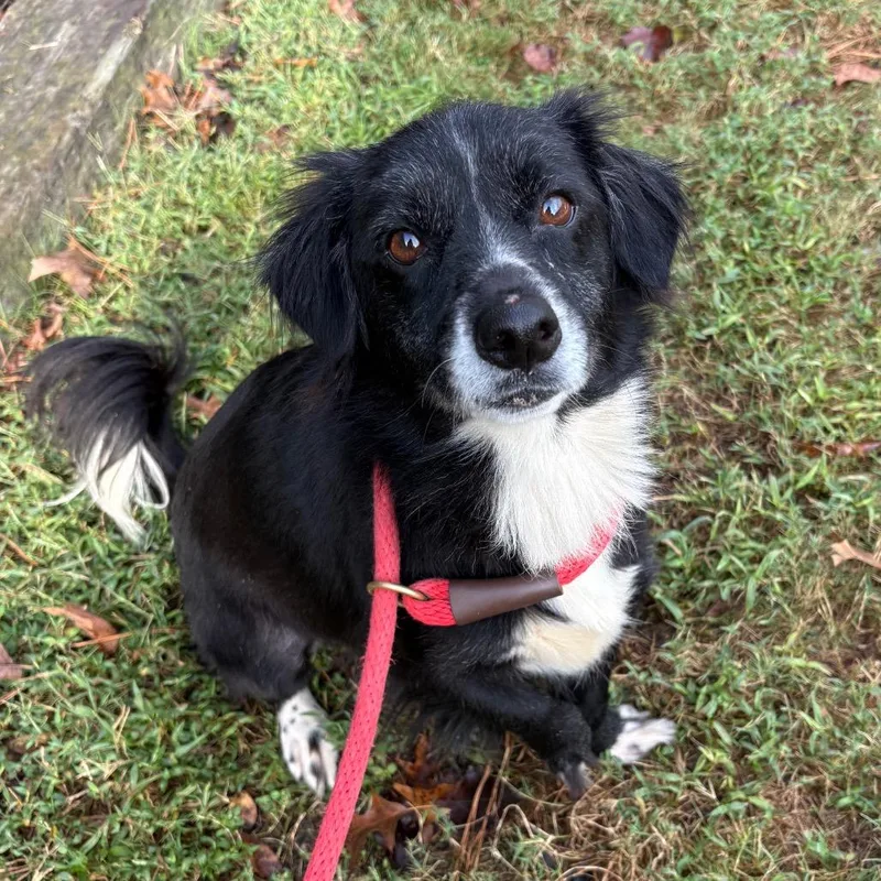 An adult small-sized female Terrier dog named Matilda for adoption in Birmingham, AL