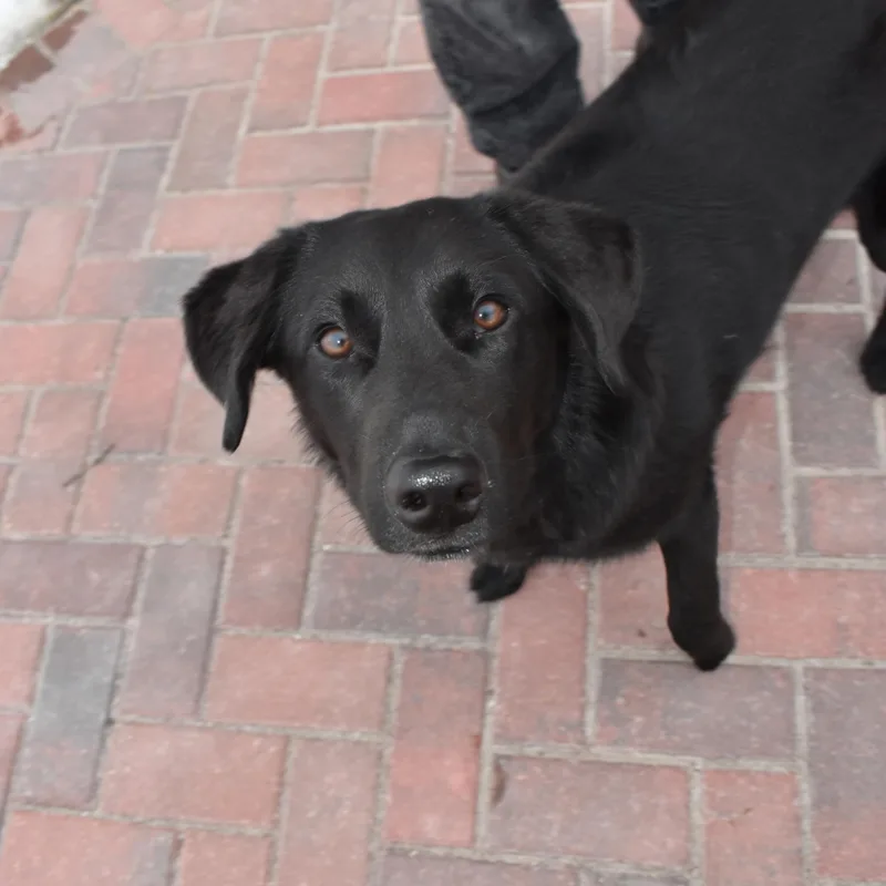A young medium-sized female Black Labrador Retriever dog named Lily for adoption in Mora, MN