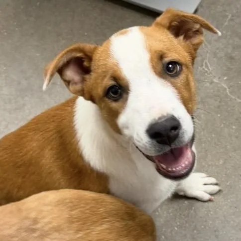 A baby medium-sized female Golden Cattle Dog dog named Little Sister for adoption in Midland, TX