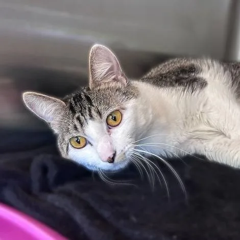 An adult large-sized male White Domestic Short Hair cat named Benson Stenson for adoption in Davenport, IA