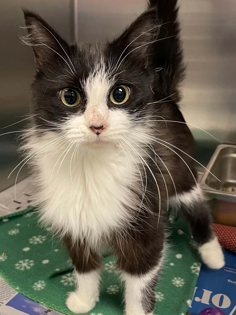 An adult medium-sized female Domestic Long Hair cat named Dominique for adoption in Covington, VA