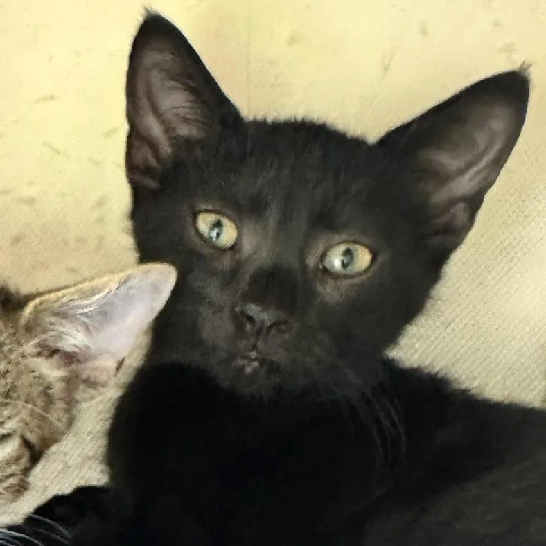 A baby small-sized male Domestic Short Hair cat named Legend for adoption in Cumming, GA