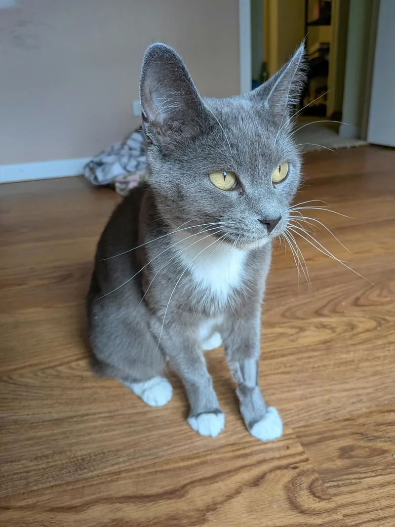 Daisy