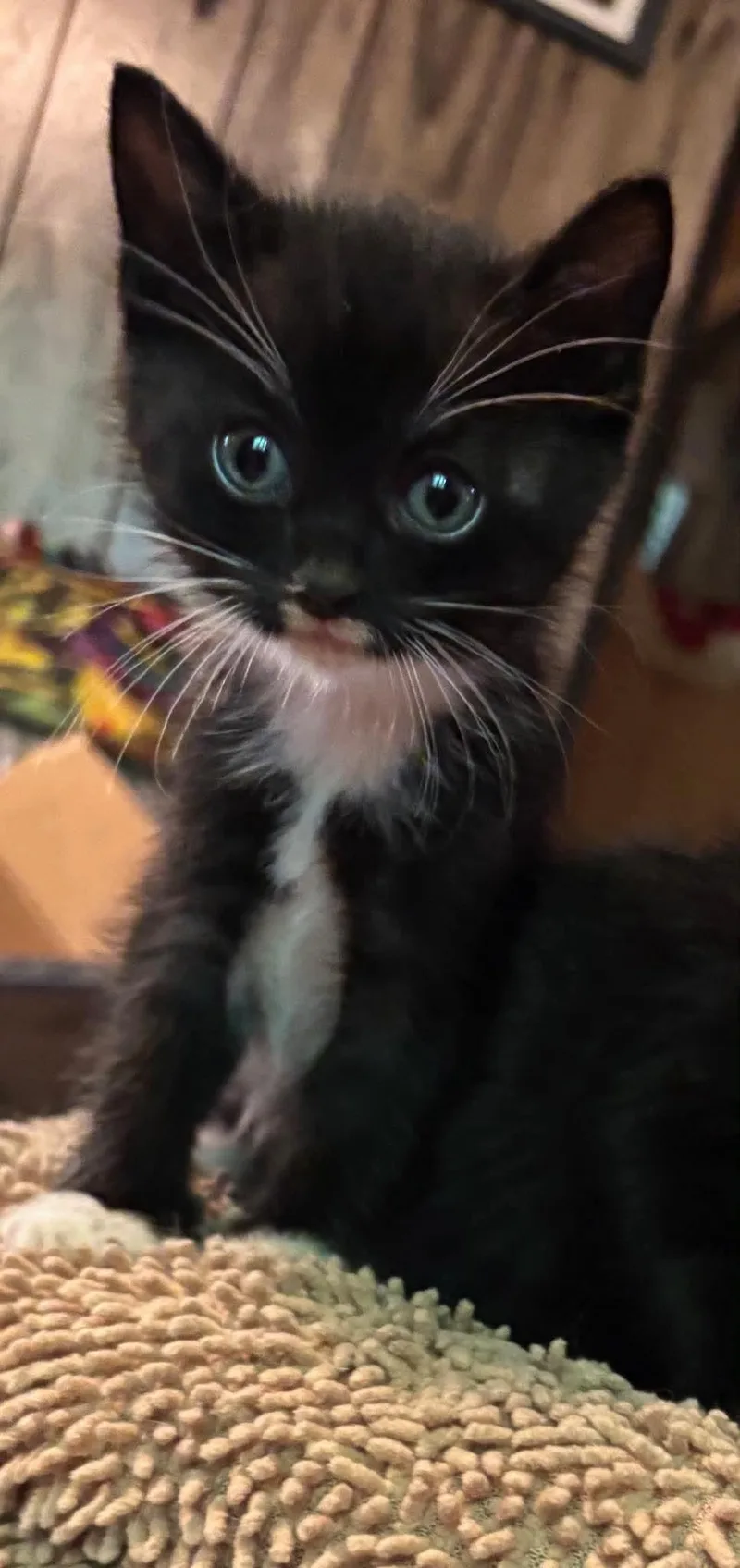 A baby small-sized male Domestic Short Hair cat named Sparky for adoption in Sicklerville , NJ