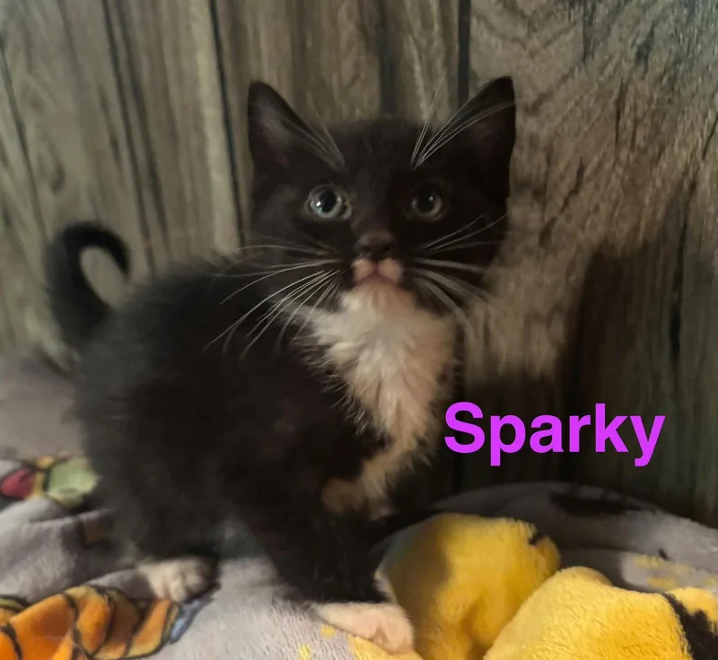 Sparky thumbnail 2
