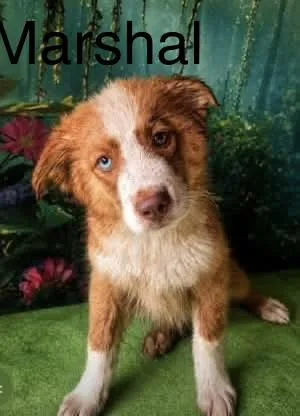 A baby medium-sized female Merle (Red) Australian Terrier dog named Macie for adoption in Eatontown, NJ