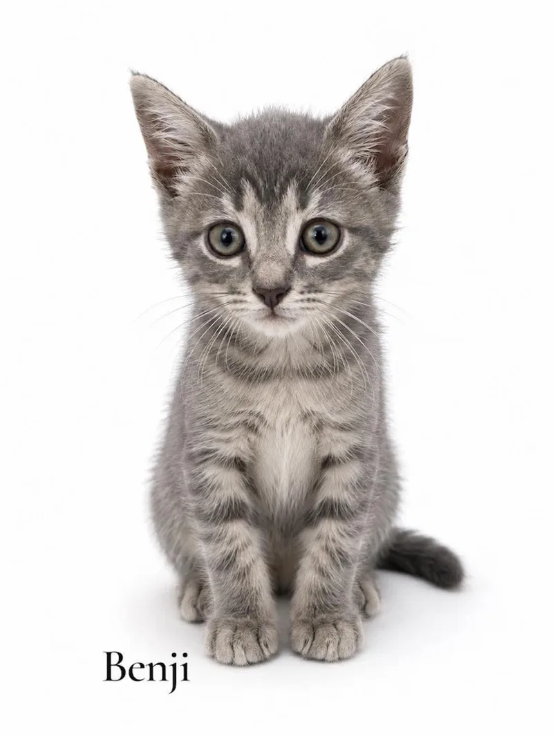 A baby medium-sized male Tabby (Gray / Blue / Silver) Domestic Short Hair cat named Benji for adoption in Stevensville, MI