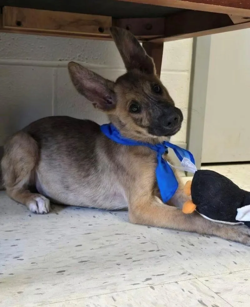 Pippen Located in Texas thumbnail 4