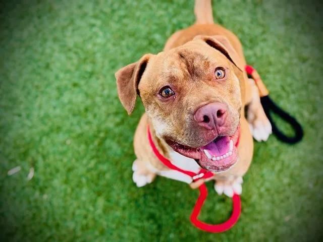 A young large-sized male Pit Bull Terrier dog named Forest for adoption in Orlando, FL