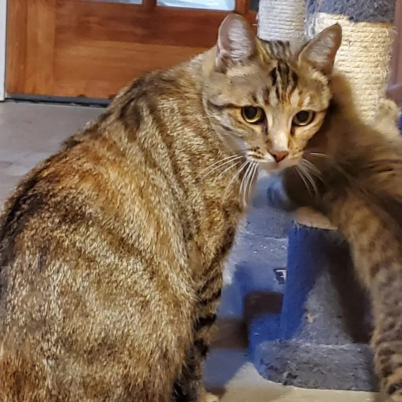 An adult medium-sized female Torbie Domestic Short Hair cat named Egwaine Birchett for adoption in Eagle Mountain, UT