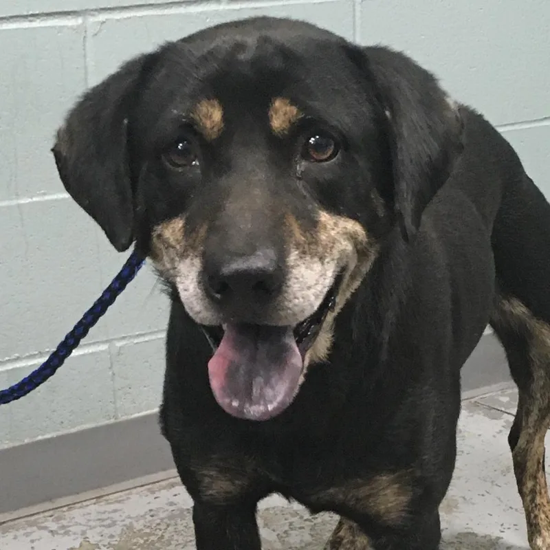 A senior medium-sized male Tricolor (Brown, Black, & White) Labrador Retriever dog named Rennie for adoption in Lake Wylie, SC