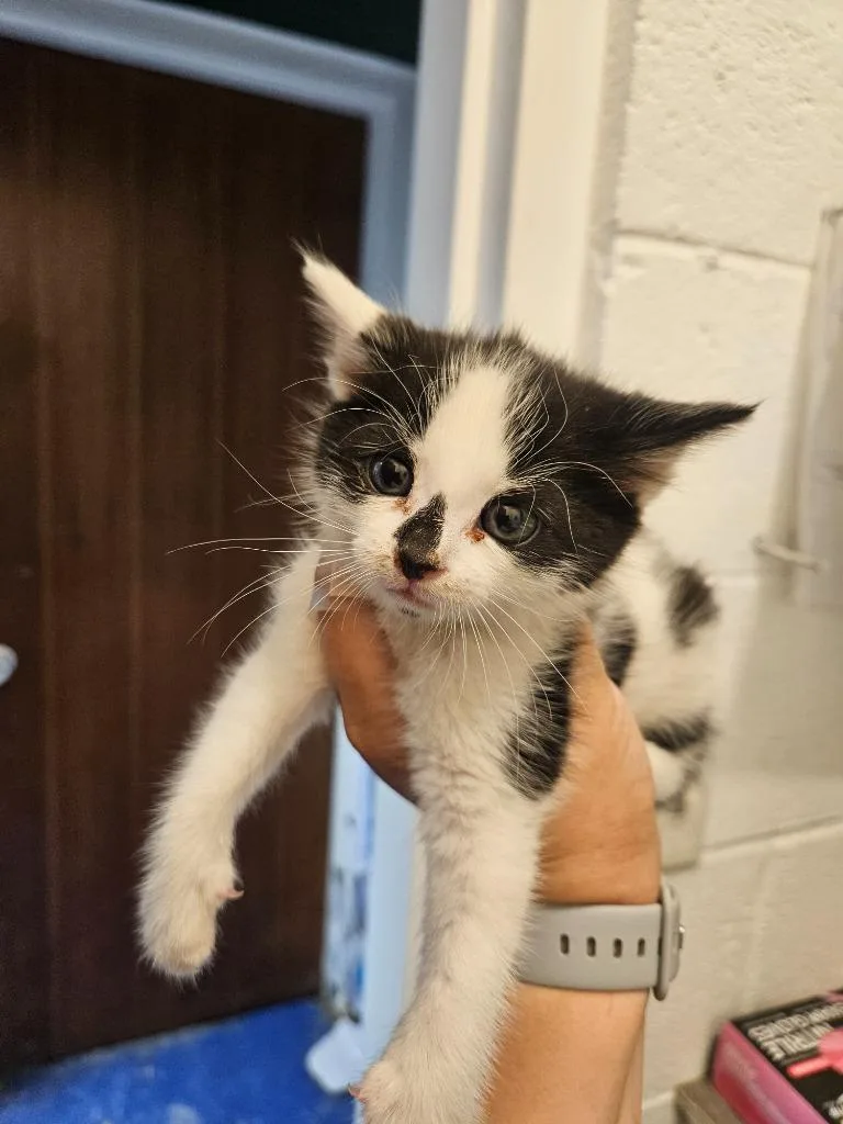 A baby medium-sized female Domestic Short Hair cat named Boda for adoption in Johnson City, TN