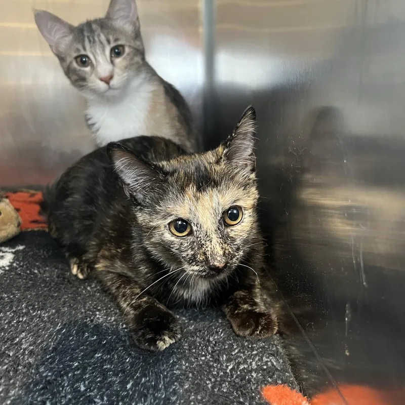 A baby small-sized female Tortoiseshell Domestic Short Hair cat named Buttercup for adoption in Matteson, IL