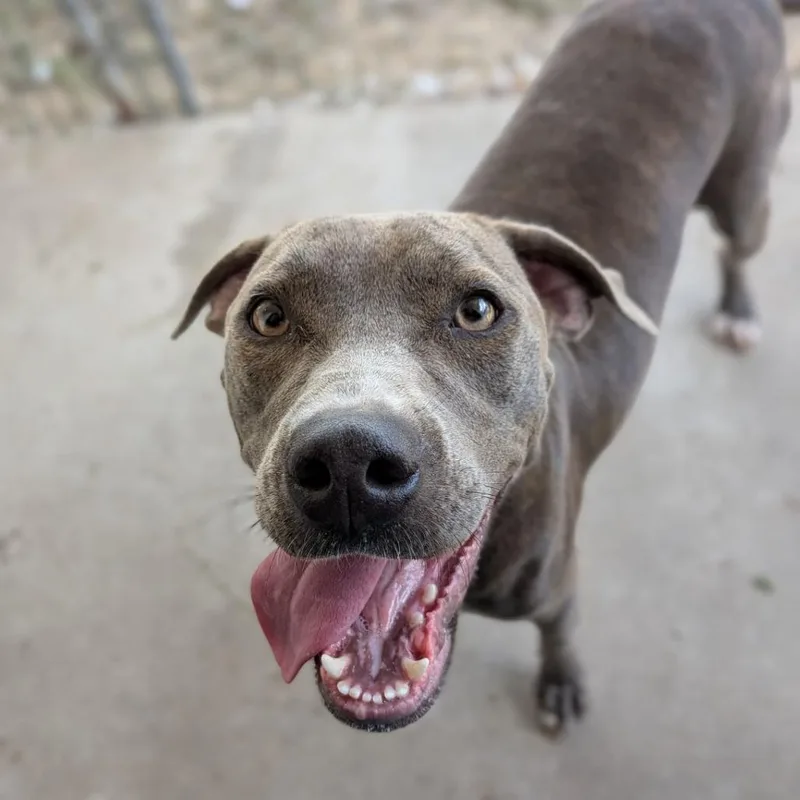 An adult medium-sized female Gray / Blue / Silver Weimaraner dog named Blueberry for adoption in Ocala, FL