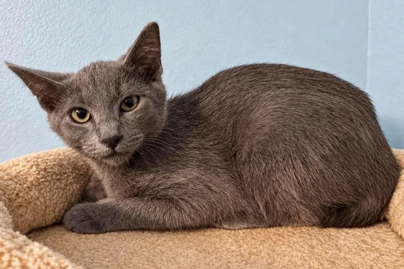 A baby medium-sized male Tabby (Gray / Blue / Silver) Domestic Short Hair cat named Lemar for adoption in Sioux Falls, SD