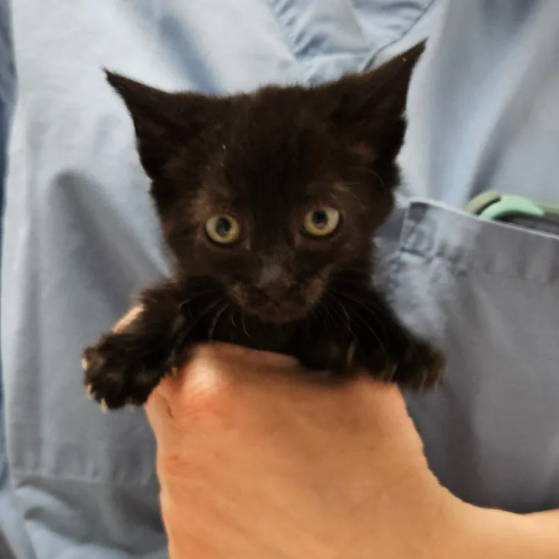 A baby small-sized male Domestic Short Hair cat named Salem for adoption in Oneonta, NY