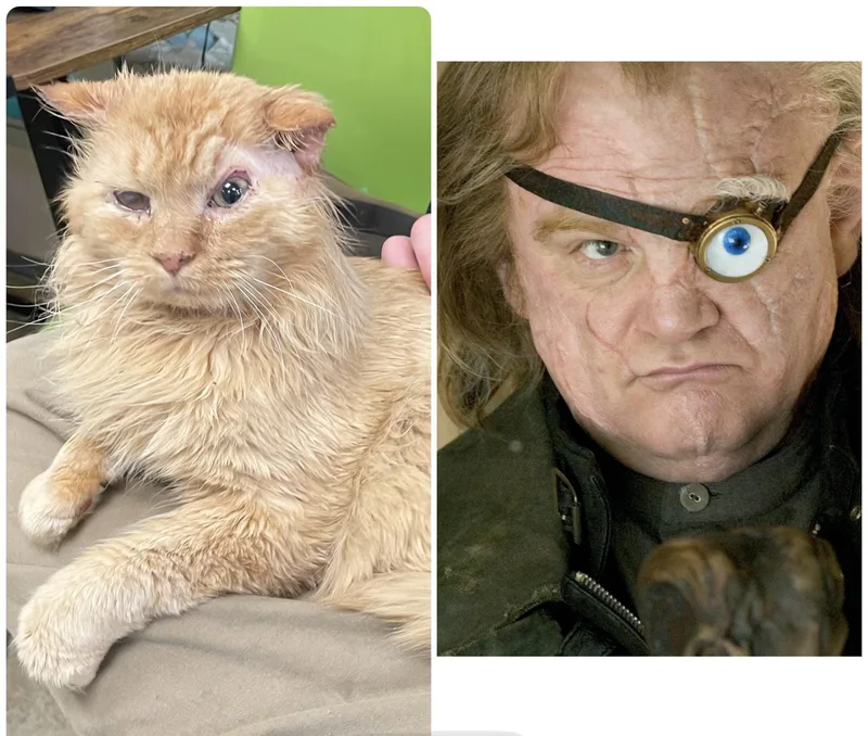 Alastor Moody thumbnail 2