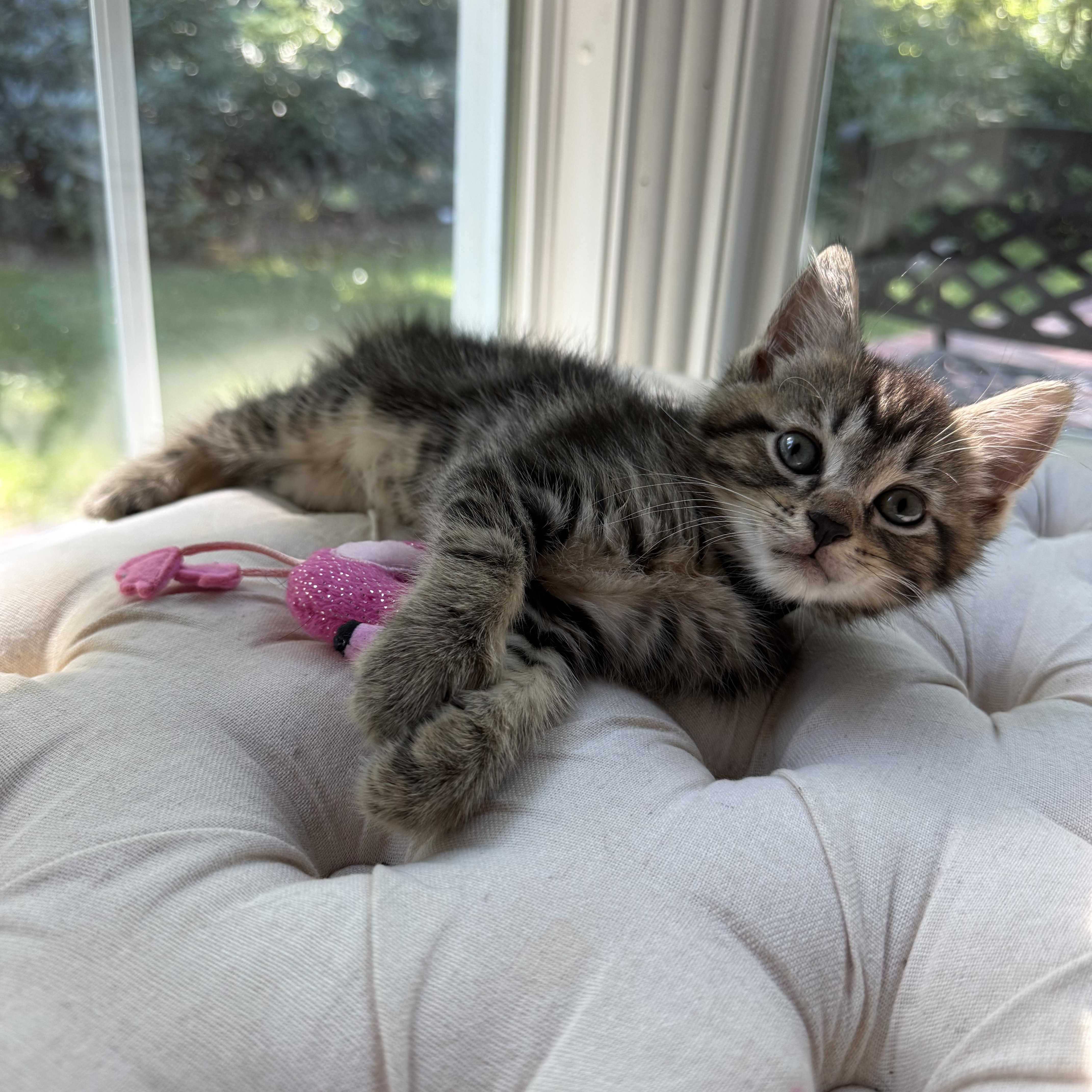 A baby medium-sized male Tabby (Brown / Chocolate) Domestic Short Hair cat named Haru for adoption in Moriches, NY