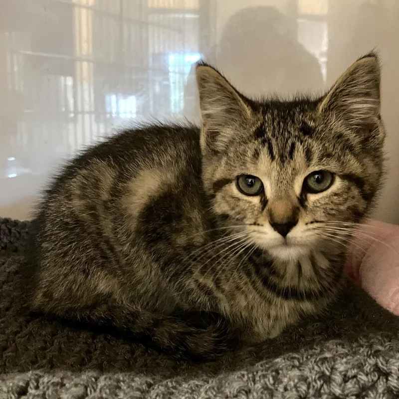 A baby small-sized female Torbie Domestic Short Hair cat named Maple for adoption in Washington Township, OH