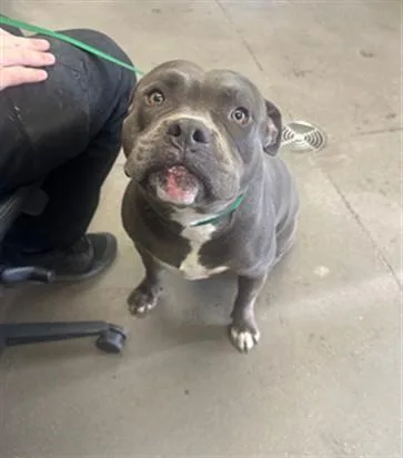 A young large-sized male Pit Bull Terrier dog named Chungo Bungo for adoption in Mesa, AZ