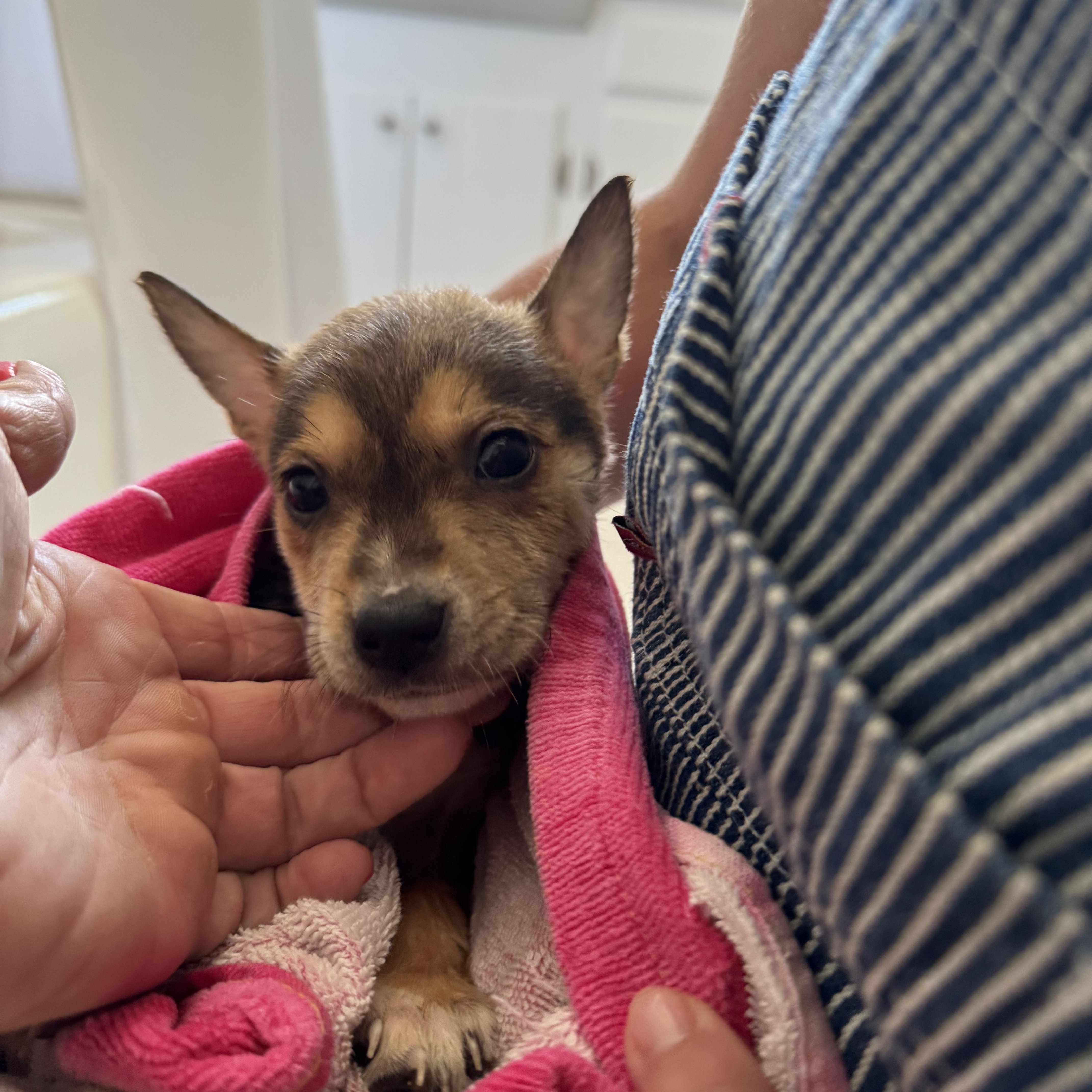 A baby small-sized female Brown / Chocolate Chihuahua dog named Penne for adoption in Sun Valley, CA
