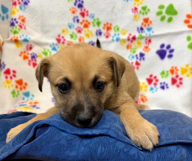 A baby medium-sized female Shepherd dog named Lanka for adoption in Clinton, SC
